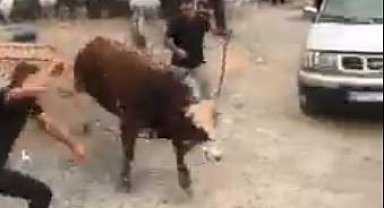 İpini koparan boğa kurban pazarını birbirine kattı
