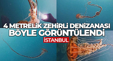 4 metrelik zehirli denizanası böyle görüntülendi