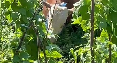 Kaçan kurbanlık sahiplerine zor anlar yaşattı