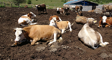 Karadeniz'de kurban bayramı öncesi şap paniği