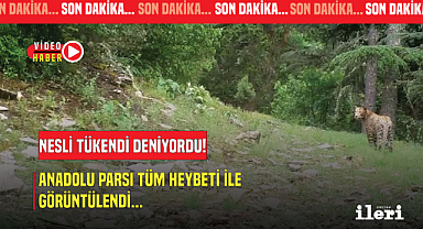 Nesli tükendi deniyordu, Anadolu Parsı Görüntülendi!