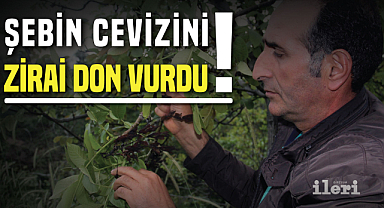 Şebin cevizini zirai don vurdu