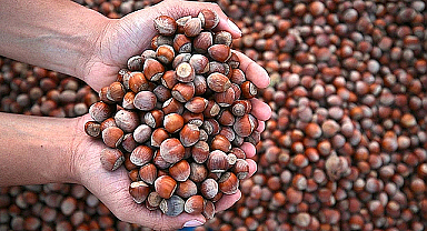 Ticaret borsalarında 603 bin tonu aşkın fındık işlem gördü