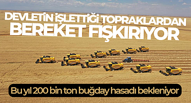 Türkiye’nin tahıl ambarında bu yıl 200 bin ton buğday hasadı bekleniyor