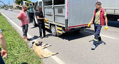 Yaralı köpek için seferber oldular
