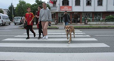 Yaya geçidinin 'Sadık' bekçisi köpek