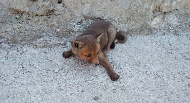 Yolda bulunan tilki yavrusu koruma altına alındı