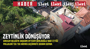 Zeytinlik özüne dönüyor