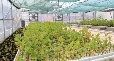 25 bin aronya fidesi 100 çiftçiye teslim edilecek