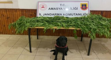 Amasya'da uyuşturucu operasyonunda yakalanan 2 zanlıdan biri tutuklandı