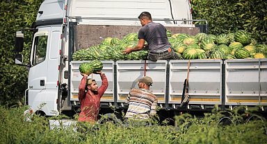 Bafra Ovası'nda karpuzda 100 bin ton rekolte bekleniyor