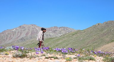 Bayburt'un zirvelerinde endemik bitkilerin izini sürüyor