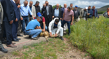 Doğalgaz için ilk kazma kurban kesilerek vuruldu