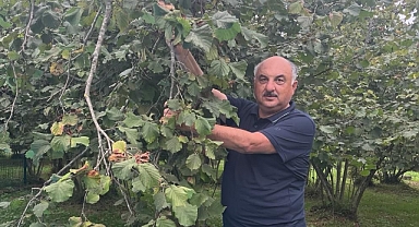 Fındık fiyatı en az 110 TL olmalıdır