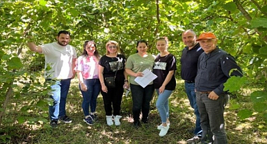 Fındık rekoltesi batıda yükseliyor