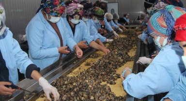 Kadınların işlediği kara salyangozu AB ülkelerine ihraç ediliyor