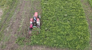 Kardiyoloji uzmanı kıraç toprakları tıbbi aromatik bitkilerle ekonomiye kazandırıyor