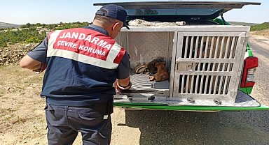 Kırsalda bulunan köpek ve yavruları korumaya alındı