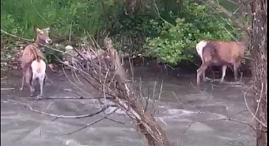 Kızıl geyiklerin nüfusu Alucra’da artmaya başladı