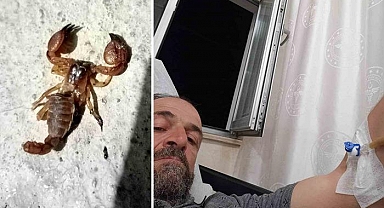 Ölü sandığı akrebi eline almak isteyince hayatının şokunu yaşadı!