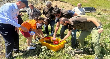 Ordu'da derelere 50 bin yavru alabalık bırakıldı