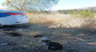 Sıkıştığı tırda yaklaşık 170 kilometre seyahat eden kediyi polis kurtardı