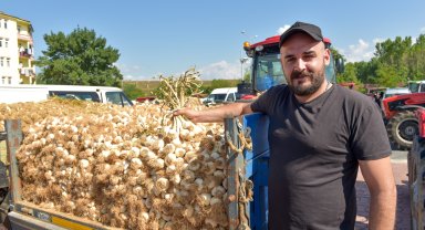 Taşköprü sarımsağı pazardaki yerini aldı