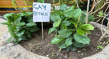 Tokat'ta çay yetiştiriyor