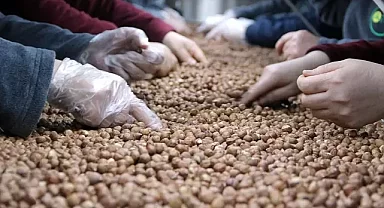 Türkiye fındık ihracatından 10 ayda 1,6 milyar dolar gelir elde etti