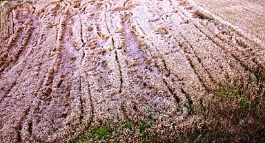 Yaban domuzları buğday tarlalarına zarar verdi