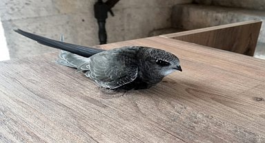Yaralı ebabil tedaviye alındı