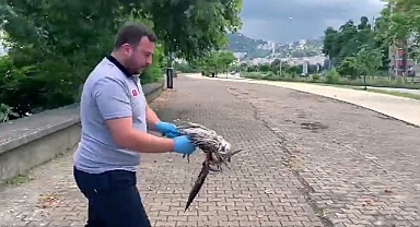Yaralı martının imdadına belediye ekipleri yetişti