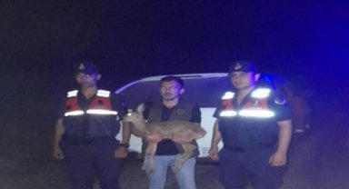 Zonguldak'ta yaralı halde bulunan ceylan tedaviye alındı
