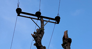 Elektrik direğinin yerini ağaç aldı