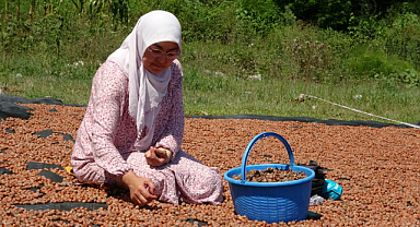 Fındık kurutma mesaisi başladı