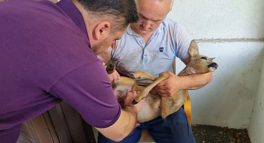 Karaca yavrusu kurtarıldı