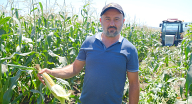 Mardar mısırında hasat zamanı