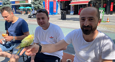 Papağanı can yoldaşı oldu