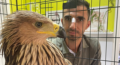 Şah kartalı veterineri yaraladı