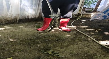 Seraya giren yılan yakalandı