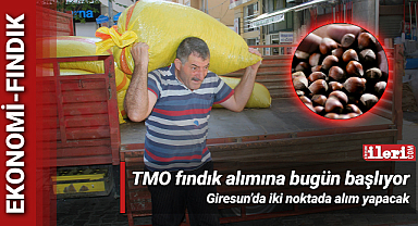 TMO fındık alımına bugün başlıyor