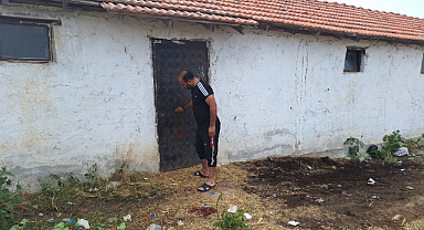 11 buzağı boğulmuş halde bulundu