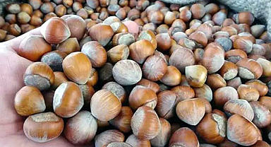 Fındık fiyatları fırladı