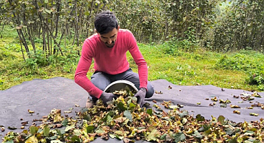 Fındık hasadı sonbaharda da devam ediyor