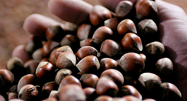 Giresun kalite fındık 105 TL