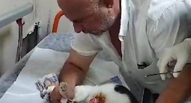 Kedisi için veteriner bulamayınca, soluğu hastanede aldı