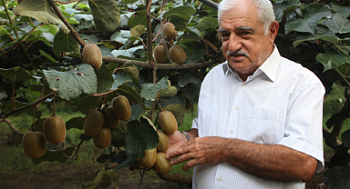 Kivide rekolte düşüşü