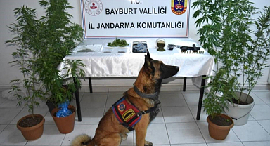 Yasadışı kenevir ekiminde 2 tutuklama