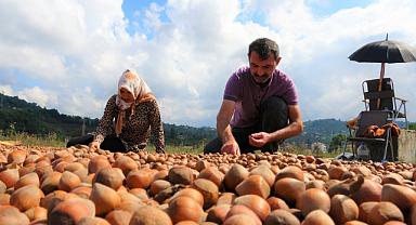 Zorlu fındık kurutma mesaisi