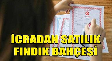 İcradan Satılık Fındık Bahçesi